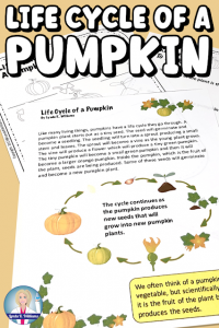 life cycle of a pumpkin