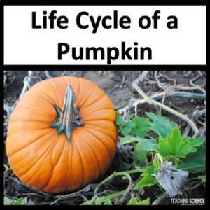 Pumpkin Life Cycle
