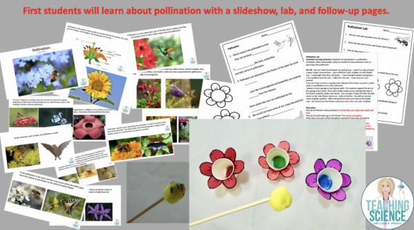 Seed Dispersal and Pollination Unit for Second Grade
