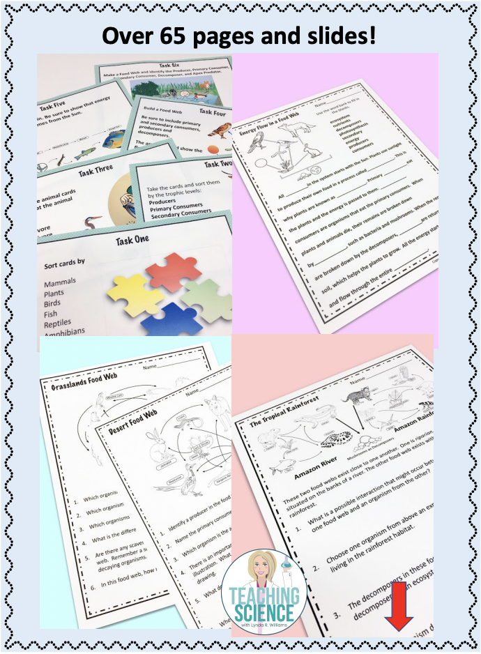 Food Webs