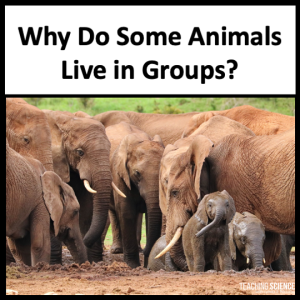 why do animals live in groups
