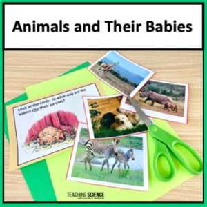 Animals and Their Babies First Grade Unit