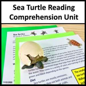 sea turtle
