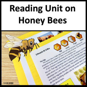 honey bee