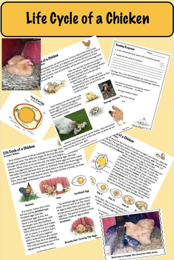 all about chickens