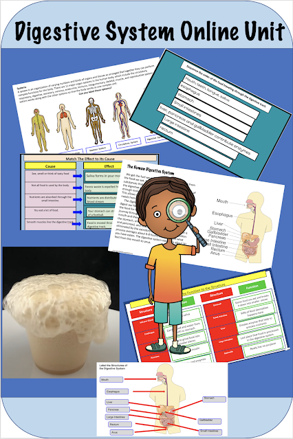digestive system