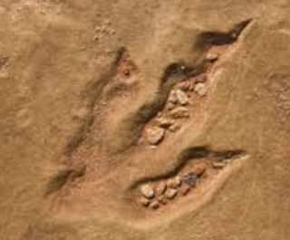 Fossil Evidence