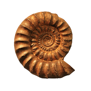 Fossil of an Ammonite