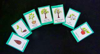 life cycle third grade life cycle third grade