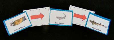 life cycle of a shark shark life cycle