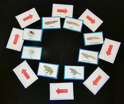 life cycle of a frog frog life cycle