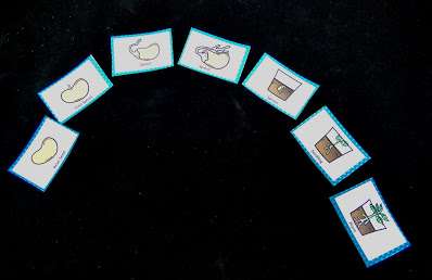 plant life cycle life cycle of a plant