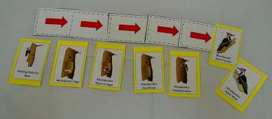 life cycle sorting cards life cycle of a woodpecker