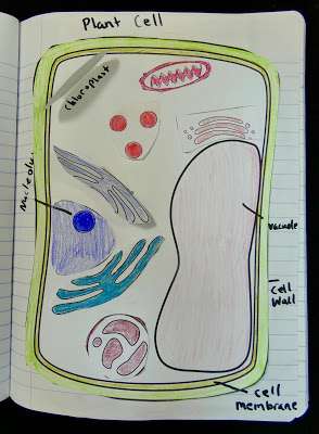 plant cell model
