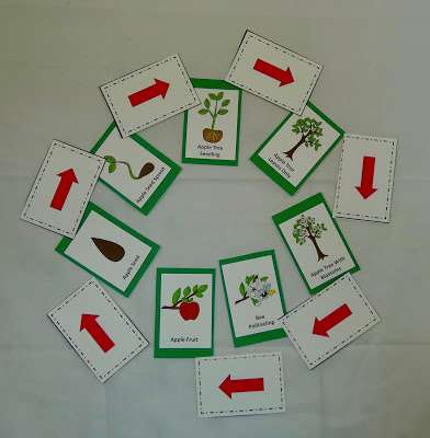 life cycle third grade
