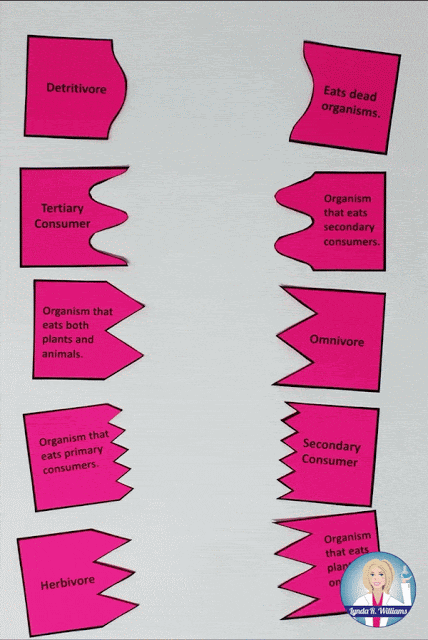 food web activities