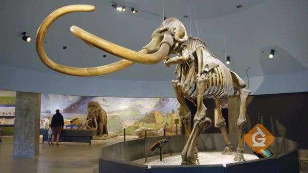large fossil of a mammoth