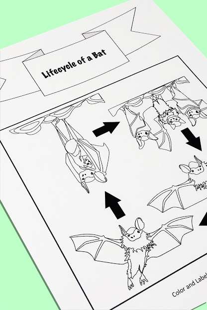 Bats Close Reading Unit