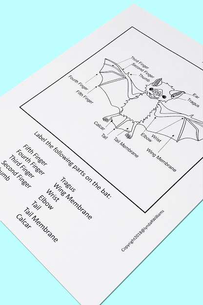 Bats Close Reading Unit