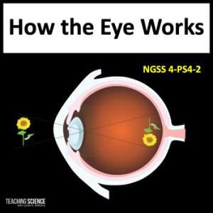 Eye Anatomy