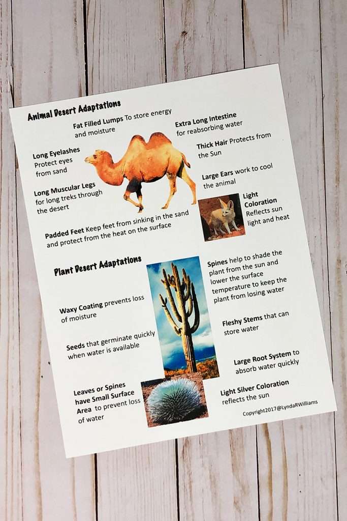reading passage on adaptations for desert habitat