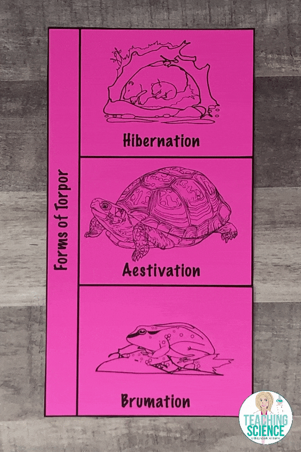 hibernation, aestivation, brumation