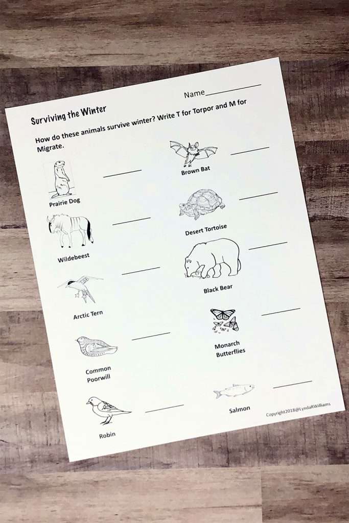 How do animals survive in winter?