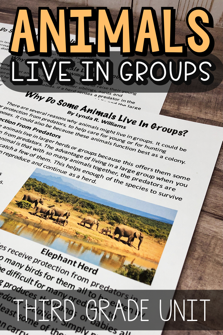 why do animals live in groups third grade uit