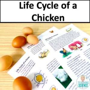 Chicken Life Cycle Unit