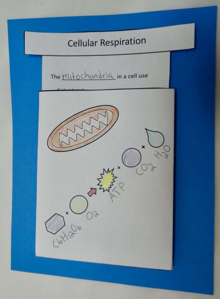 cellular respiration 