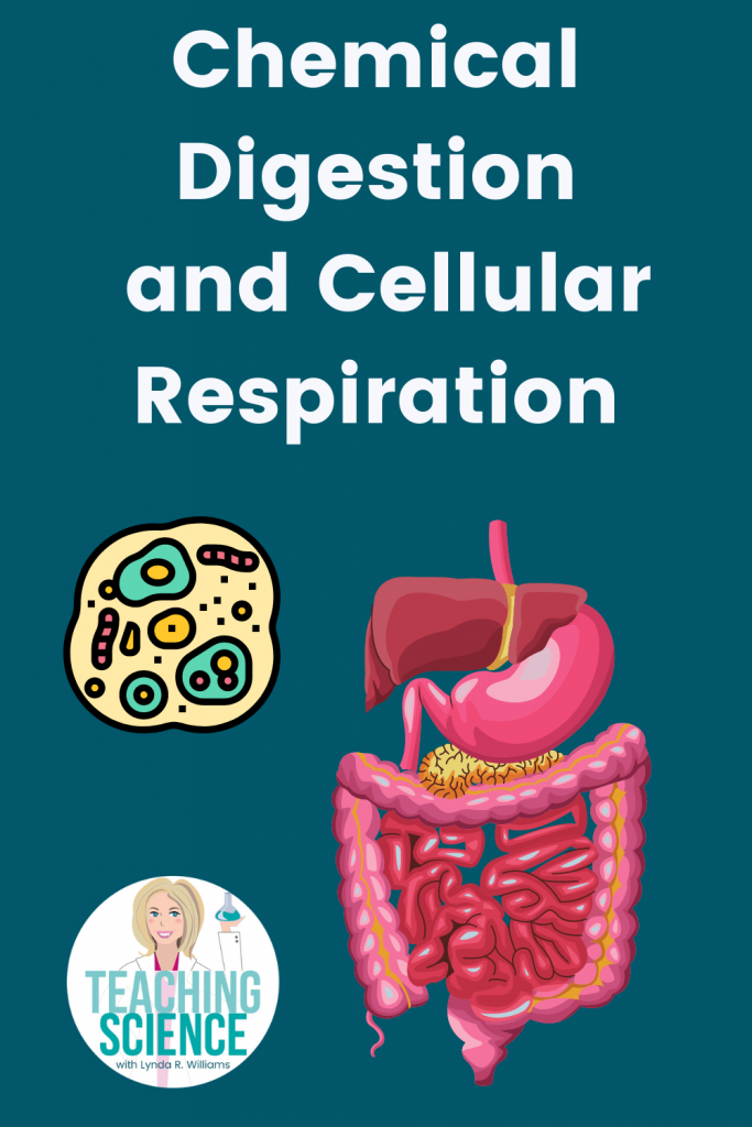 cellular respiration and chemical digestion