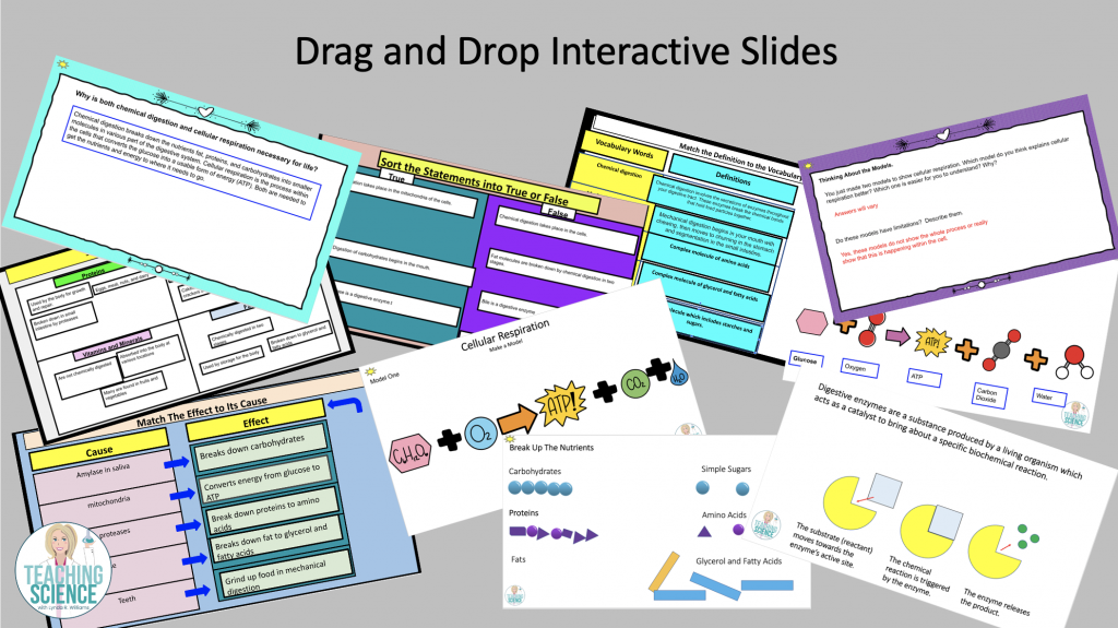 chemical digestion and cellular respiration