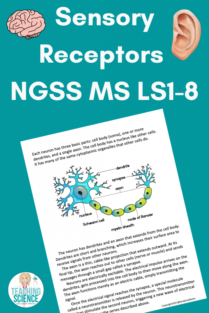 middle school science sensory receptors