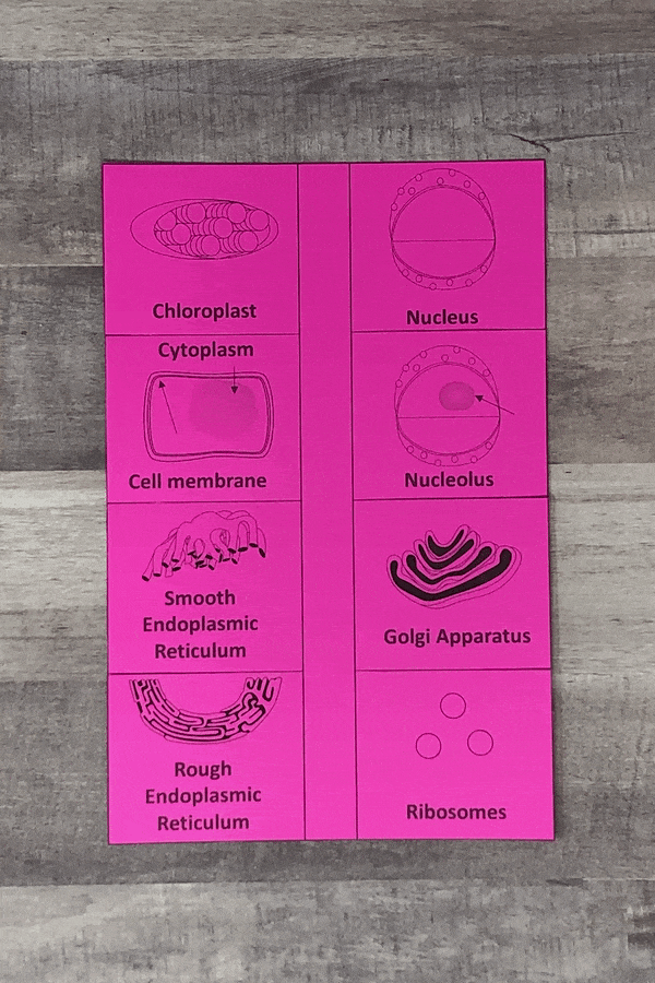 middle school science