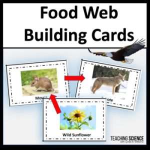 food webs and food chains