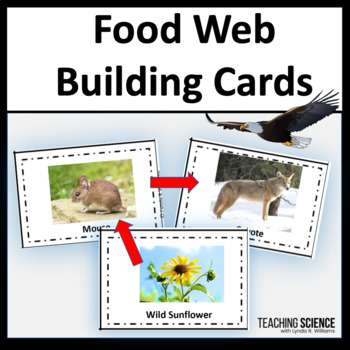 food webs and food chains
