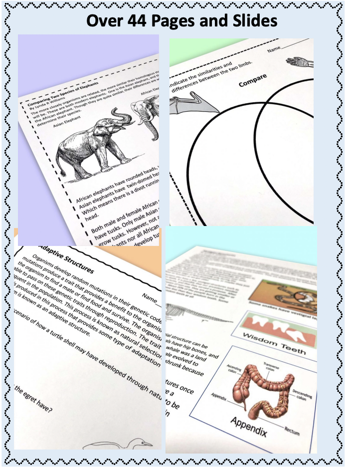 evolution comparing anatomy