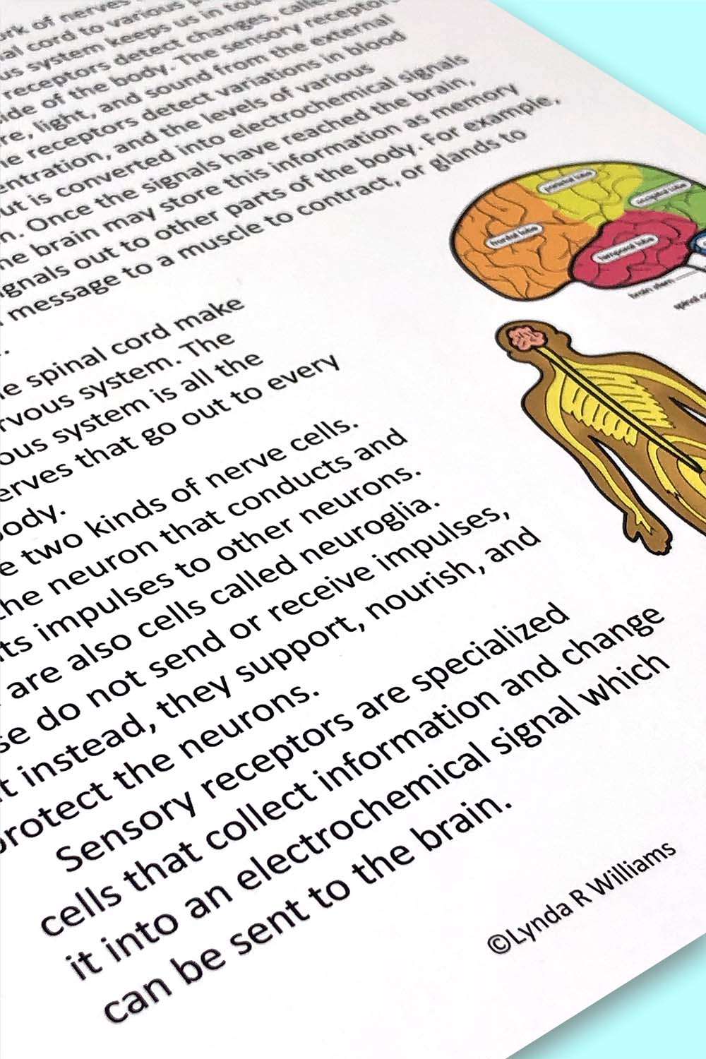 sensory receptors
