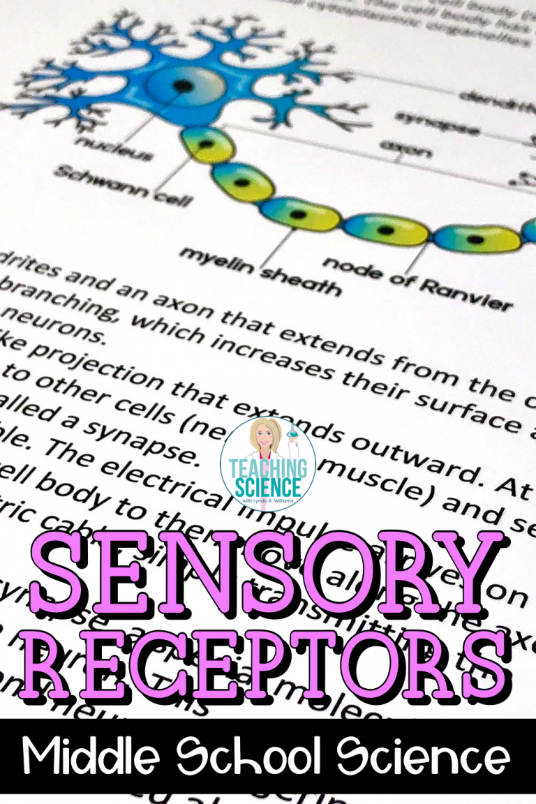 sensory receptors