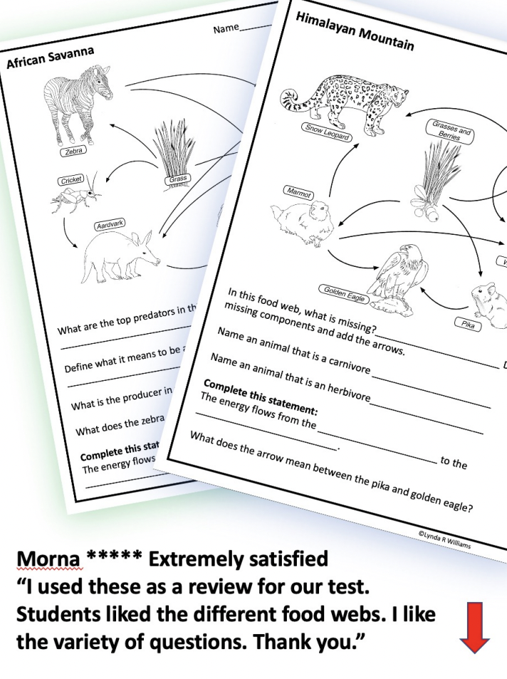 Food Web Worksheets