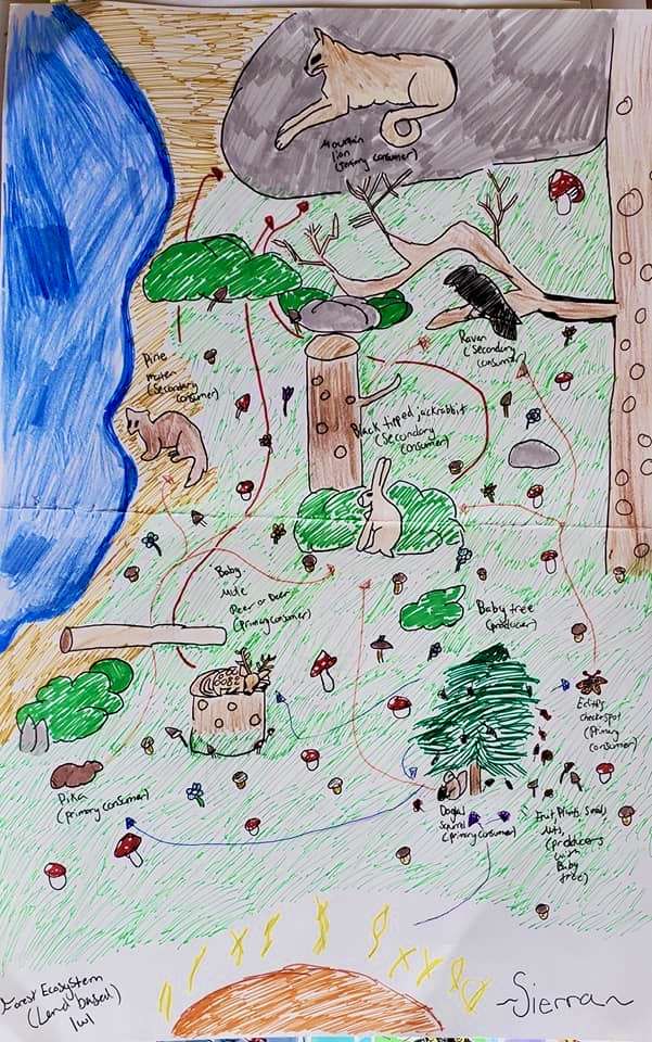 Forest food web 