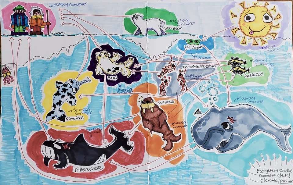 Ocean food web