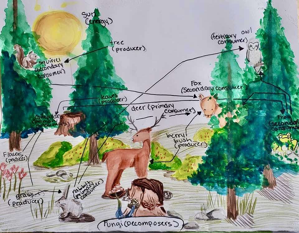 Food Web 
