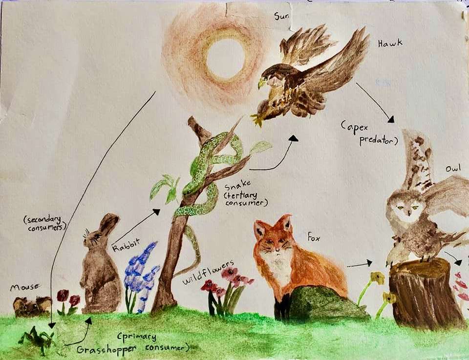 Food Webs and Ecosystems