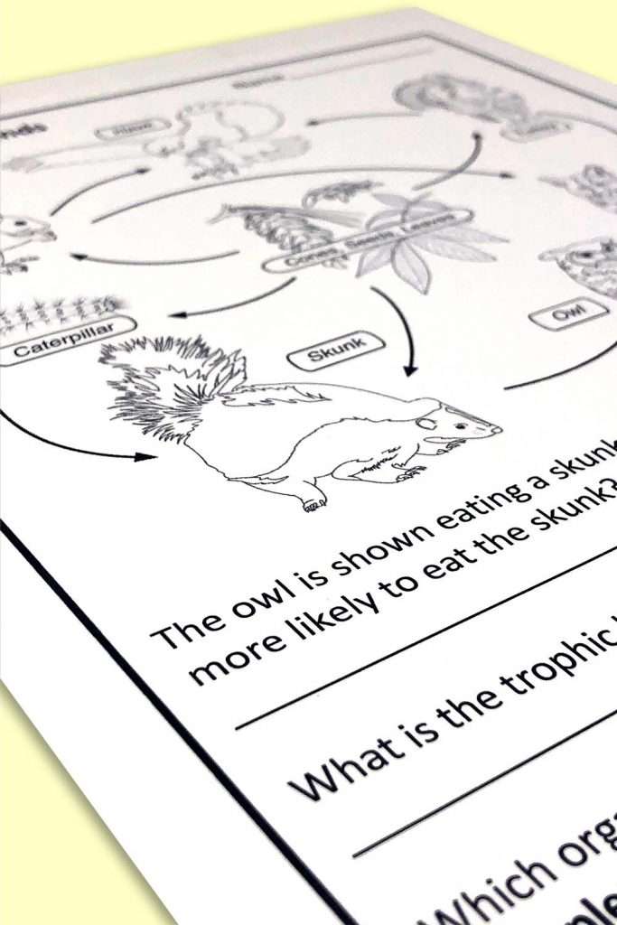ecosystem and food webs 