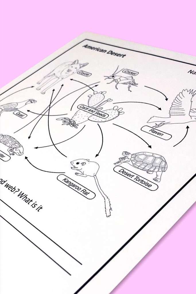 desert food web and ecosystem 