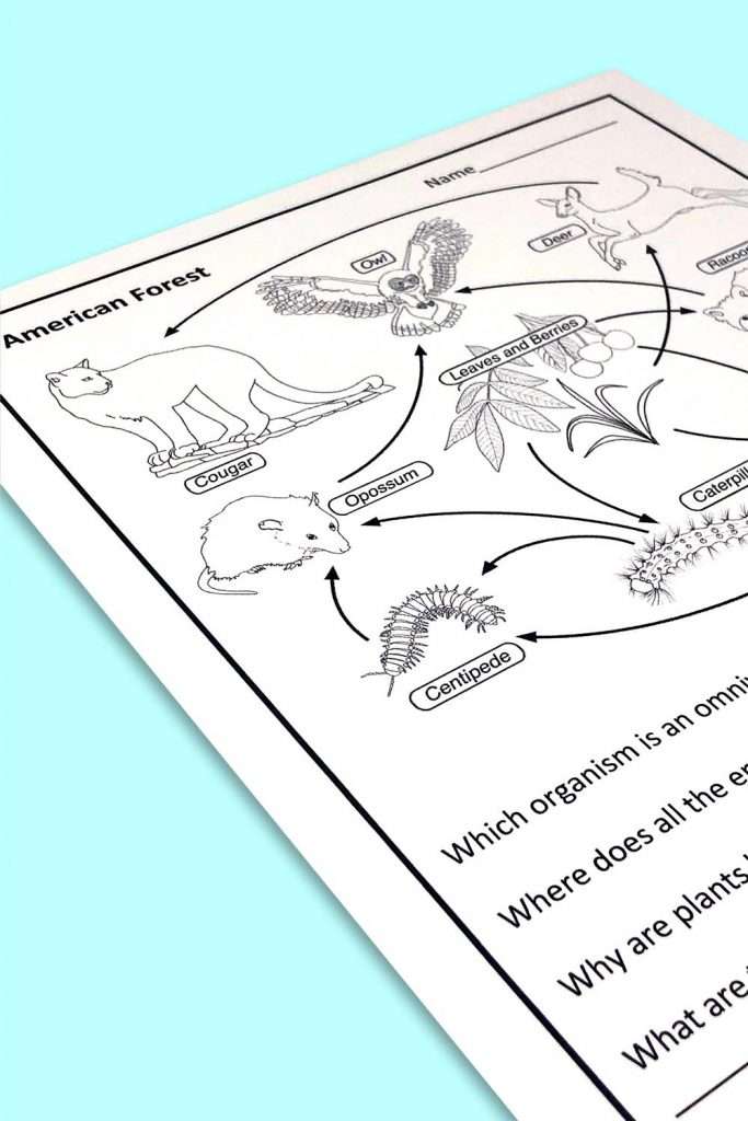Food web wprksheets 