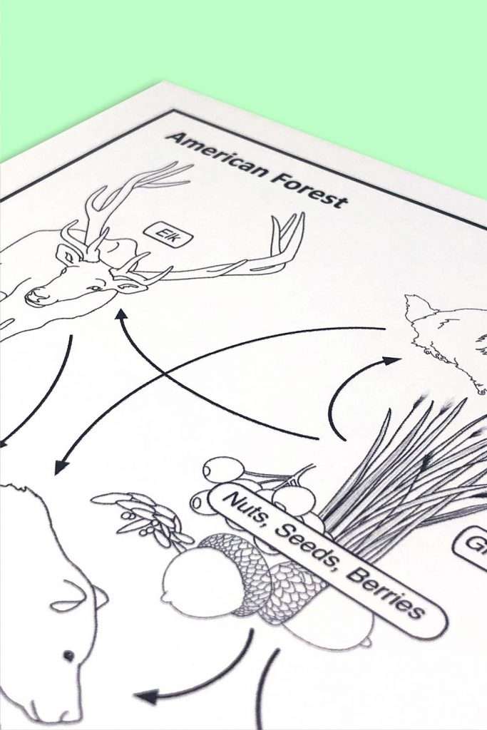 Food chains and food webs 