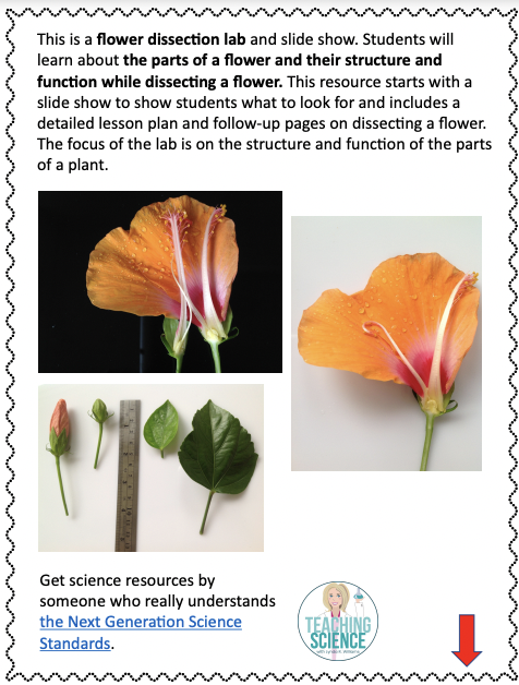 flower dissection
