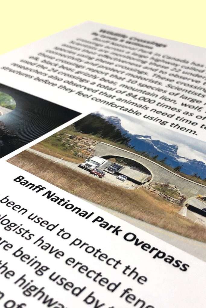 article on wildlife bridges 